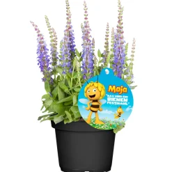 Stauden-Mix Biene Maja Topf- Durchmesser 13 cm ^ Plantiflor