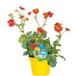 Stauden-Mix Biene Maja Topf- Durchmesser 13 cm ^ Plantiflor