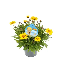 Stauden-Mix Biene Maja Topf- Durchmesser 13 cm ^ Plantiflor