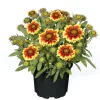 Stauden Topf- Durchmesser 17 cm ^ Plantiflor Best