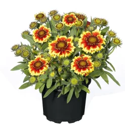 Stauden Topf- Durchmesser 17 cm ^ Plantiflor Best