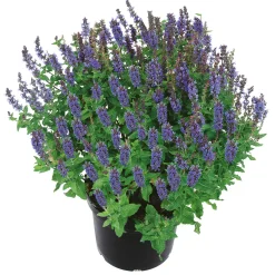 Stauden Topf- Durchmesser 17 cm ^ Plantiflor Best
