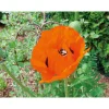 Staude P19 verschiedene Sorten ^ Plantiflor Online