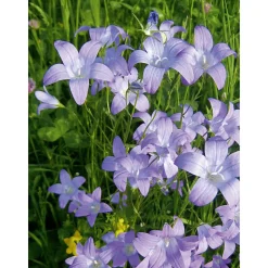 Staude P19 verschiedene Sorten ^ Plantiflor Online