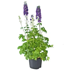 Staude P19 verschiedene Sorten ^ Plantiflor Online