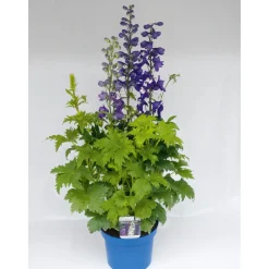 Staude P19 verschiedene Sorten ^ Plantiflor Online