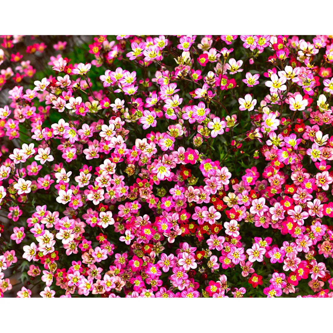 Steingartenstauden im Topf Durchmesser 13 cm ^ Plantiflor Best