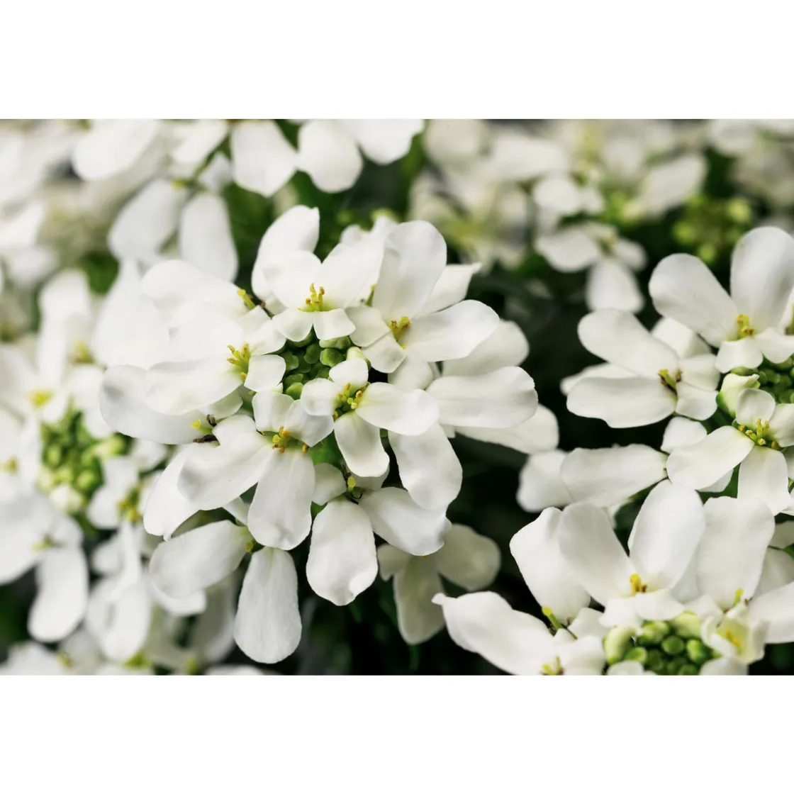 Steingartenstauden im Topf Durchmesser 13 cm ^ Plantiflor Best
