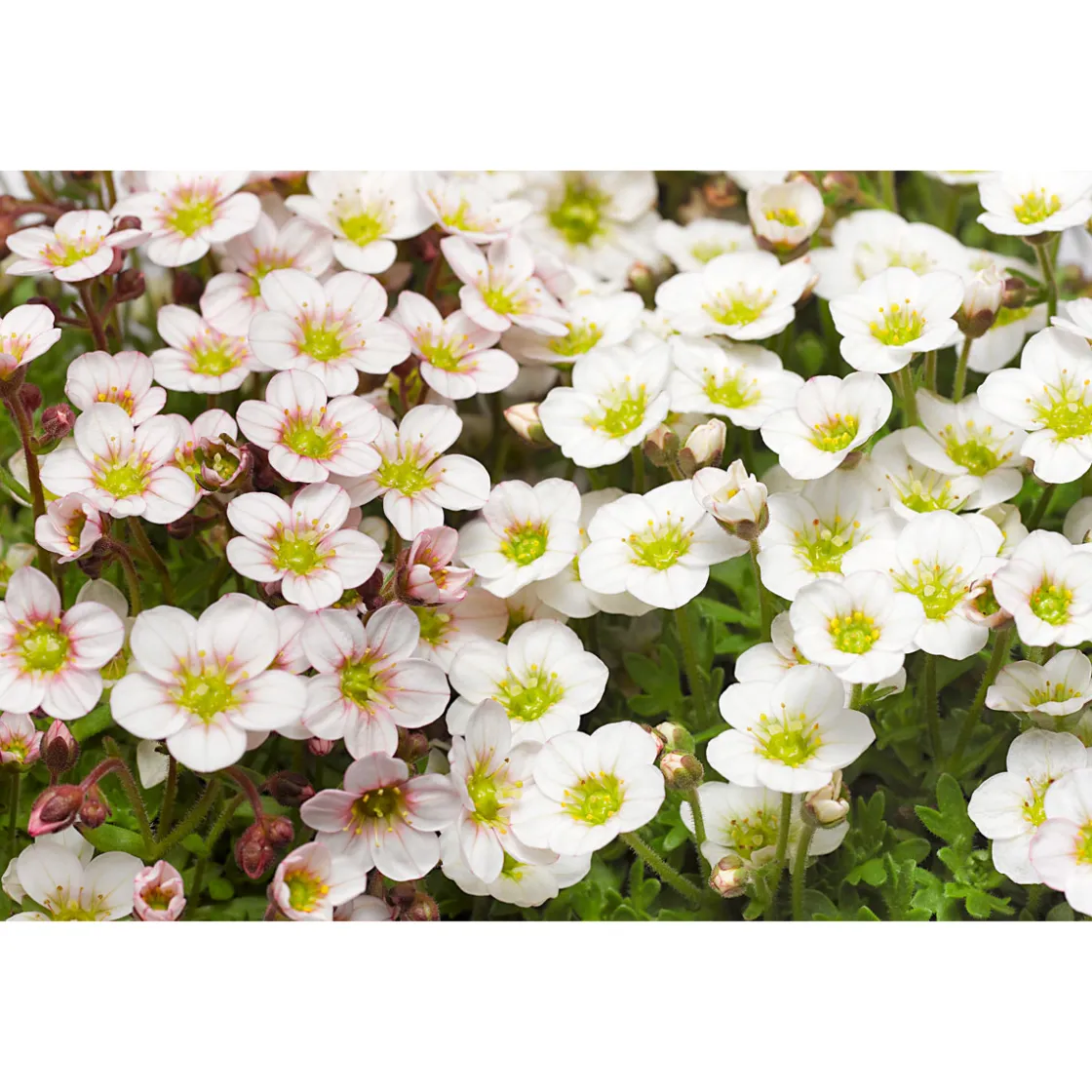 Steingartenstauden im Topf Durchmesser 13 cm ^ Plantiflor Best