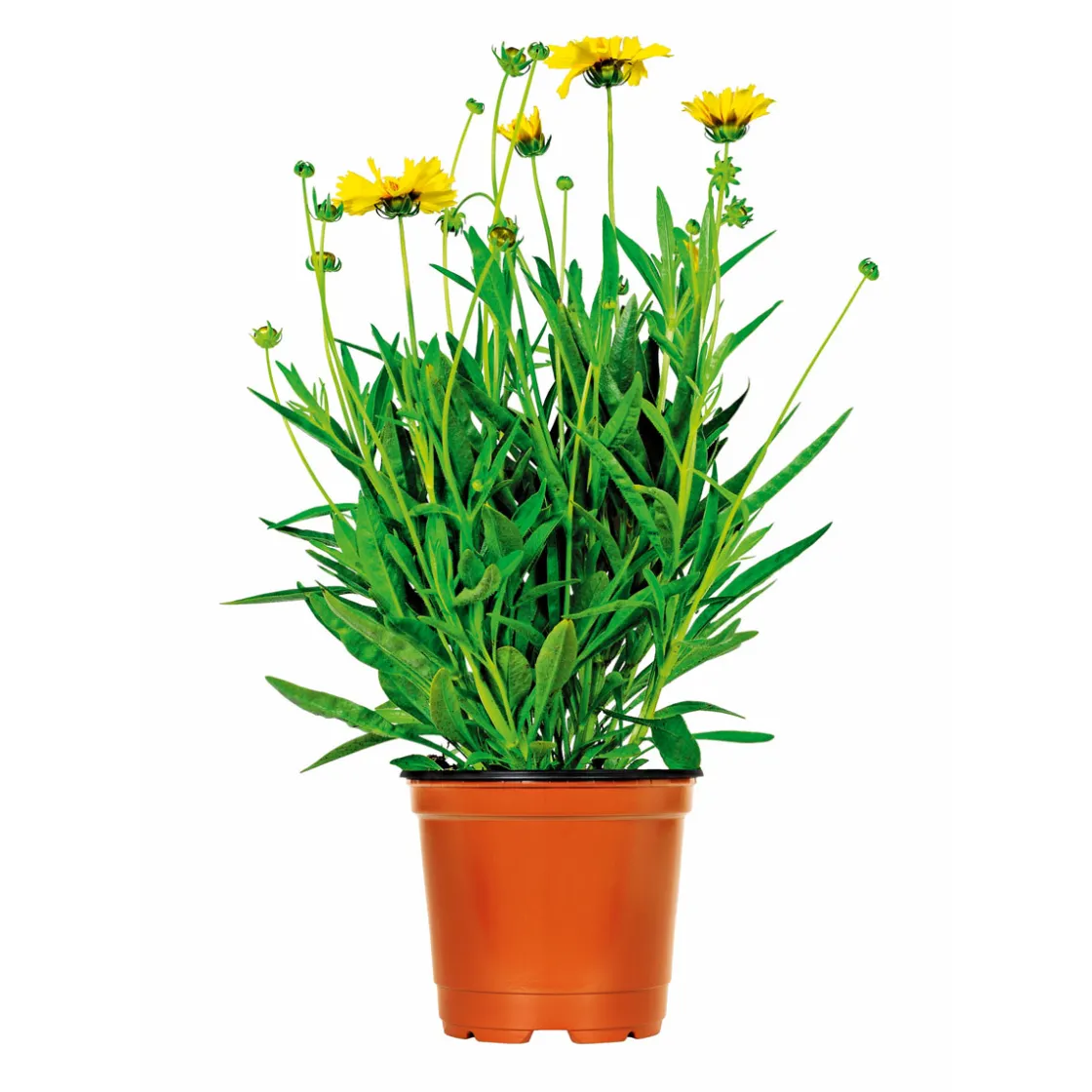 Steingartenstauden im Topf Durchmesser 13 cm ^ Plantiflor Best