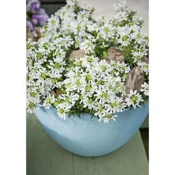 Steingartenstauden im Topf Durchmesser 13 cm ^ Plantiflor Best