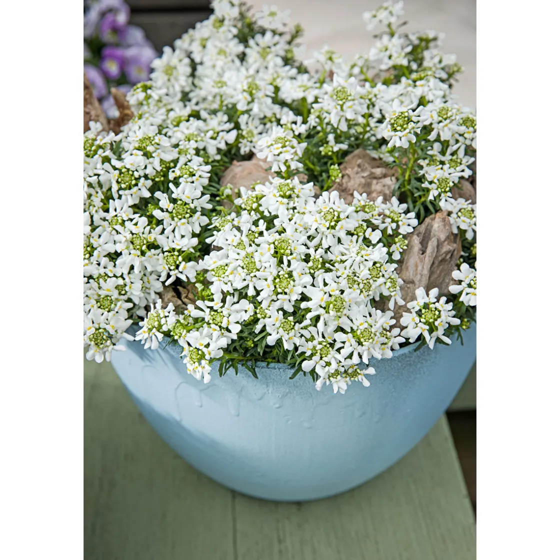 Steingartenstauden im Topf Durchmesser 13 cm ^ Plantiflor Best