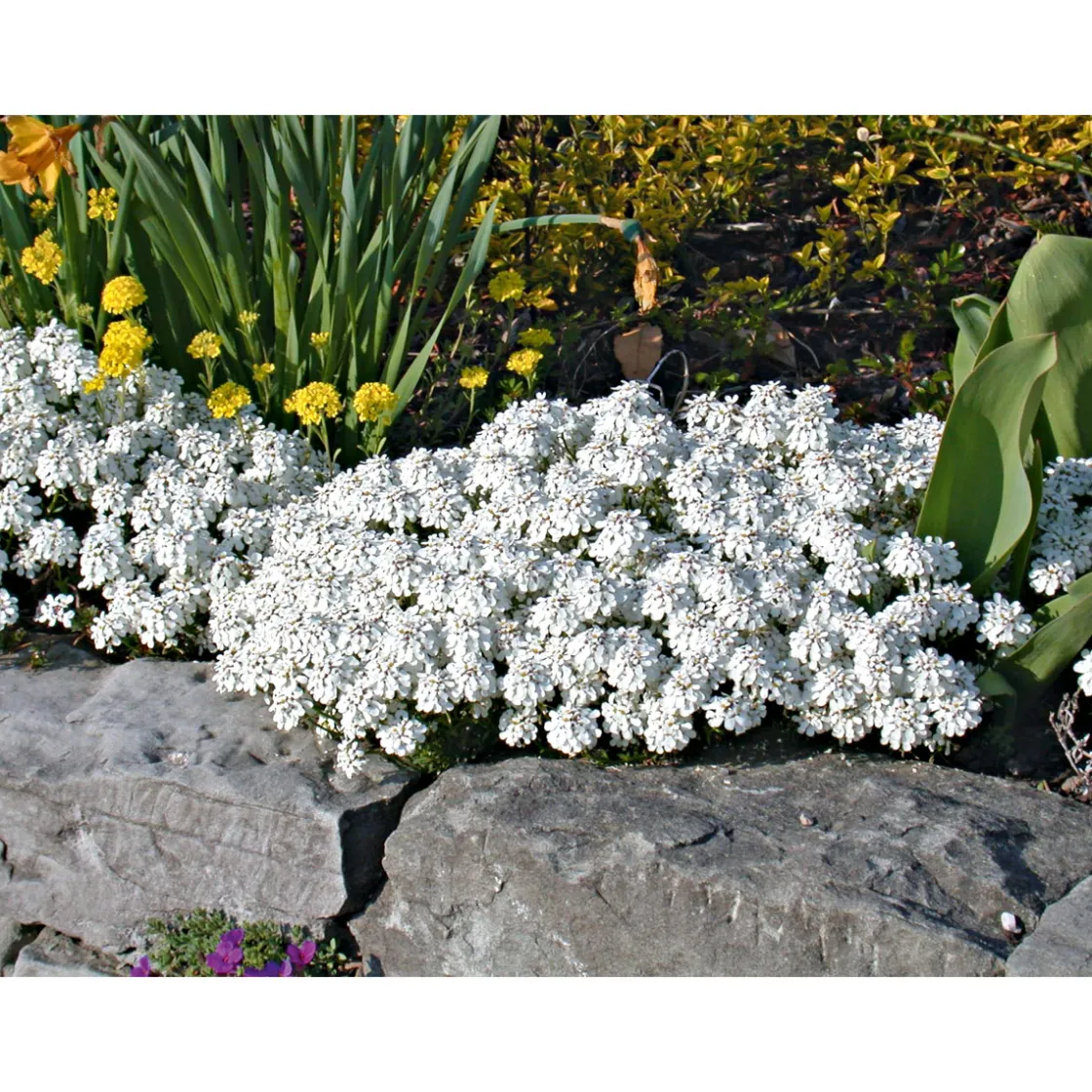 Steingartenstauden im Topf Durchmesser 13 cm ^ Plantiflor Best