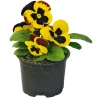 Stiefmütterchen Topf Durchmesser 9 cm ^ Plantiflor Discount