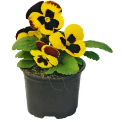 Stiefmütterchen Topf Durchmesser 9 cm ^ Plantiflor Discount