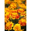 Tagetes Topf Durchmesser 10,5 cm ^ Plantiflor Discount