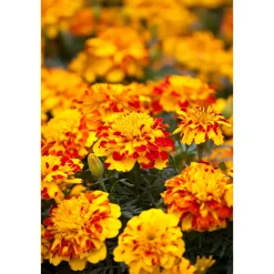 Tagetes Topf Durchmesser 10,5 cm ^ Plantiflor Discount