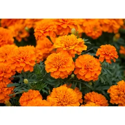 Tagetes Topf Durchmesser 10,5 cm ^ Plantiflor Discount