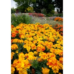 Tagetes Topf Durchmesser 10,5 cm ^ Plantiflor Discount