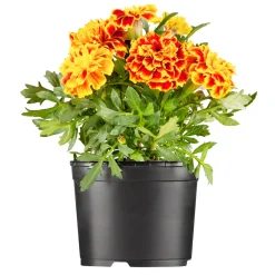Tagetes Topf Durchmesser 10,5 cm ^ Plantiflor Discount