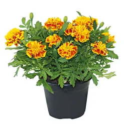 Tagetes Topf Durchmesser 10,5 cm ^ Plantiflor Discount