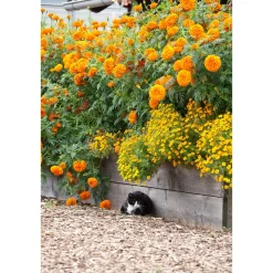 Tagetes Topf Durchmesser 10,5 cm ^ Plantiflor Discount