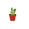 Tulpen Topf Durchmesser 10,5 cm ^ Plantiflor Online