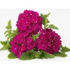 Verbene Temari weiß und rosa/rot T10,5 ^ Plantiflor New