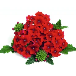 Verbene Temari weiß und rosa/rot T10,5 ^ Plantiflor New