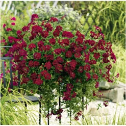 Verbene Temari weiß und rosa/rot T10,5 ^ Plantiflor New