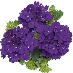 Verbene Temari weiß und rosa/rot T10,5 ^ Plantiflor New