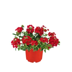 Verbene verschiedene Farben T13 ^ Plantiflor Online