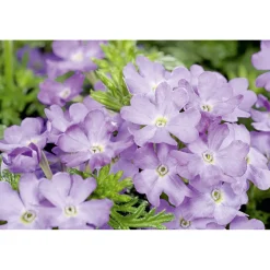Verbene verschiedene Farben T13 ^ Plantiflor Online