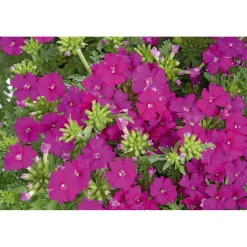 Verbene verschiedene Farben T13 ^ Plantiflor Online