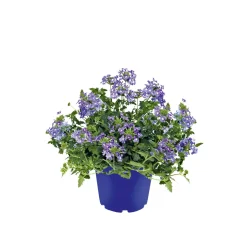 Verbene verschiedene Farben T13 ^ Plantiflor Online