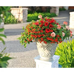 Verbene verschiedene Farben T13 ^ Plantiflor Online