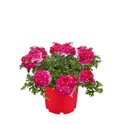 Verbene verschiedene Farben T13 ^ Plantiflor Online