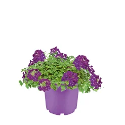 Verbene verschiedene Farben T13 ^ Plantiflor Online