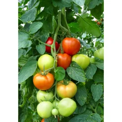 Veredelte Salattomate Topf Durchmesser 12 cm ^ Plantiflor Outlet