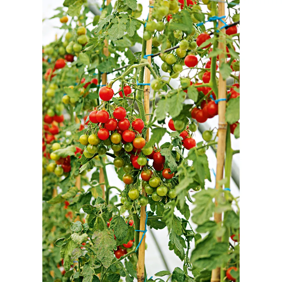 Veredelte Salattomate Topf Durchmesser 12 cm ^ Plantiflor Outlet