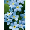 Vergissmeinnicht im Topf Durchmesser 11 cm ^ Plantiflor
