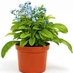 Vergissmeinnicht im Topf Durchmesser 11 cm ^ Plantiflor