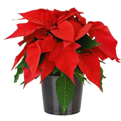 Weihnachtsstern Euphorbia pulcherrima Midi ^ Plantiflor Best