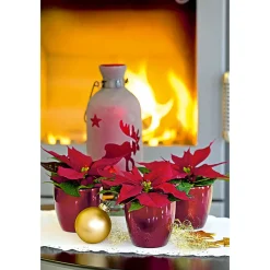 Weihnachtsstern Mini ^ Plantiflor Sale