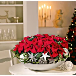 Weihnachtsstern Mini ^ Plantiflor Sale