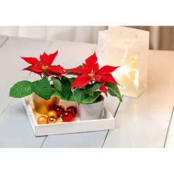 Weihnachtsstern Mini ^ Plantiflor Sale