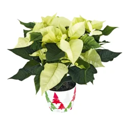 Weihnachtsstern Euphorbia pulcherrima ca 35 cm ^ Plantiflor Best