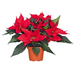 Weihnachtsstern Euphorbia pulcherrima ca 35 cm ^ Plantiflor Best