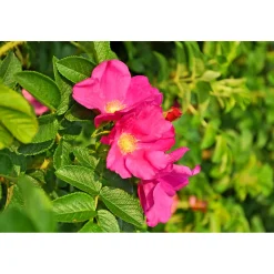 Wildrose Biene Maja Topf Durchmesser 17 cm ^ Plantiflor Best