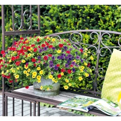 Zauberglöckchen Ampel mehrfarbig Topf Durchmesser 25 cm ^ Plantiflor Best